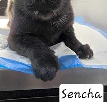 Photo of Sencha