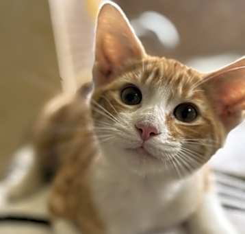 Photo of Cheeto