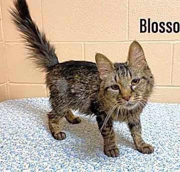 Photo of WV - Blossom (MCR)
