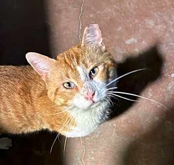 Photo of Marlowe