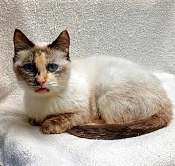 Photo of Cinnamon