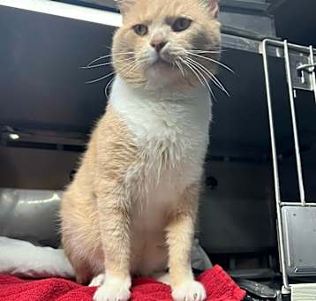 Photo of Garfield