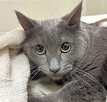 Photo of Porkchop- Regal resident, adoption fees waived! I'm in a foster home-ask to visit me!