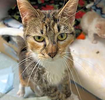 Photo of Ginger
