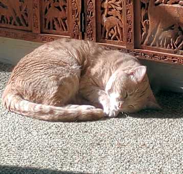 Photo of Piper