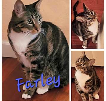 Photo of Farley