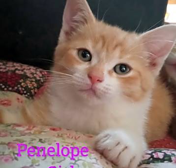 Photo of Penelope (Community Assist)