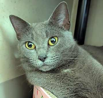 Photo of Blaze