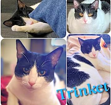 Photo of Trinket