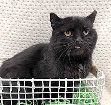 Photo of Buddy-FIV+