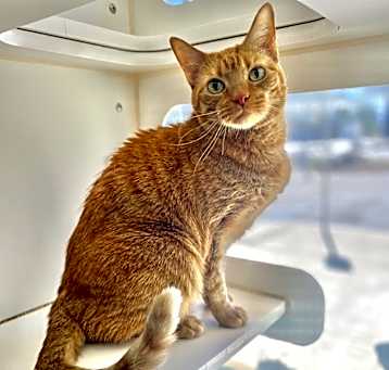 Photo of Shadow