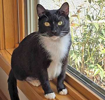 Photo of Moon Pie