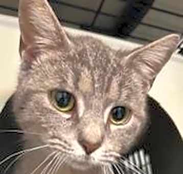 Photo of Kitty