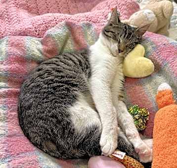 Photo of Biscotti