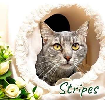 Photo of Stripes 124687