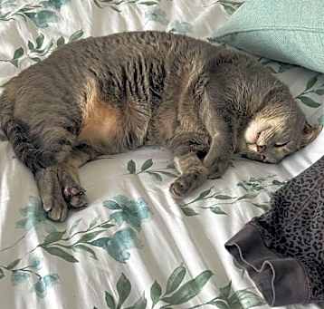 Photo of Pancake