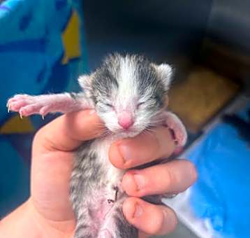 Photo of Mouse