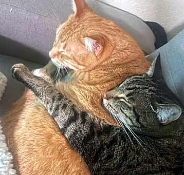 Photo of Chester and Ronin