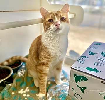 Photo of Mango