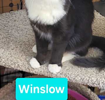 Photo of Winslow (Mall of NH)