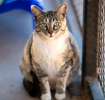 Photo of Willow