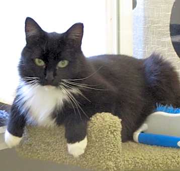 Photo of Mr. Tibbs