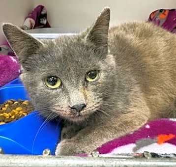 Photo of Cadbury