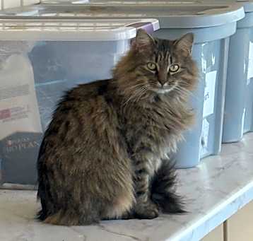 Photo of Banshee