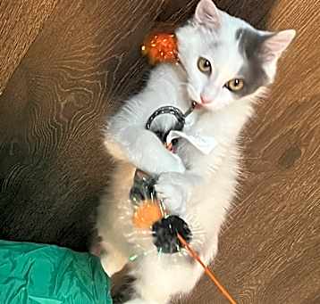 Photo of Melon 