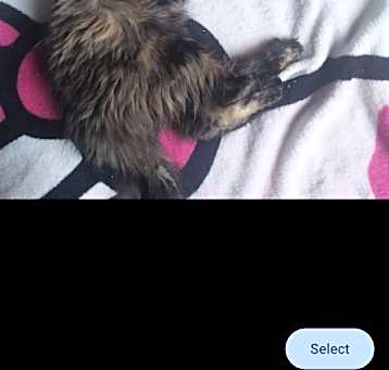 Photo of Mango