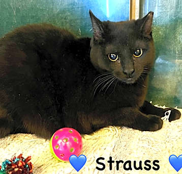 Photo of Strauss