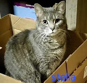 Photo of Stella