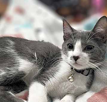 Photo of Bugs Bunny