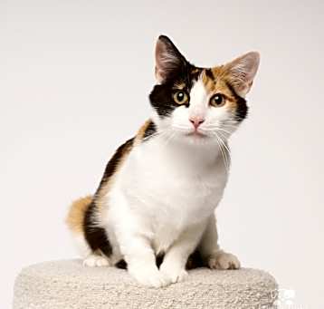 Photo of Ginger