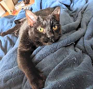 Photo of Felix