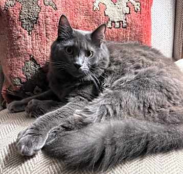 Photo of Ivan (CL-S)