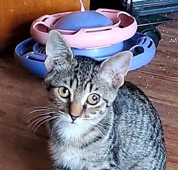 Photo of T Kitties : Tommy