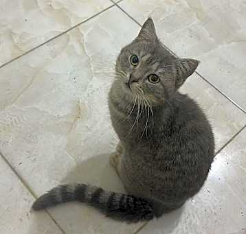 Photo of Milo
