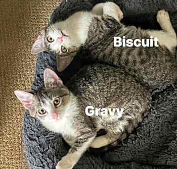 Photo of Gravy