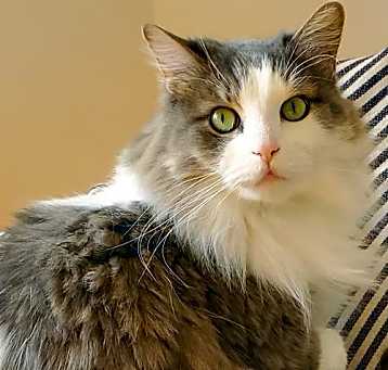 Photo of Watson
