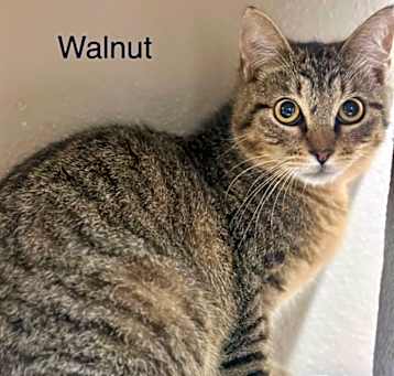 Photo of Walnut