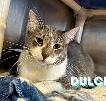 Photo of Dulce