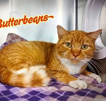 Photo of Butterbeans