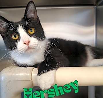 Photo of Hershey