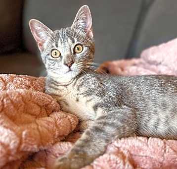 Photo of Soba