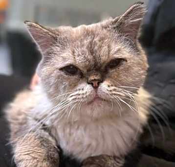 Photo of Gandolf - Senior Persian at Germantown Petco