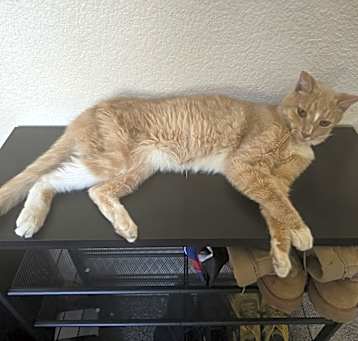 Photo of Toast