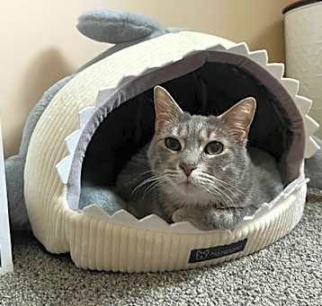 Photo of Buckshot