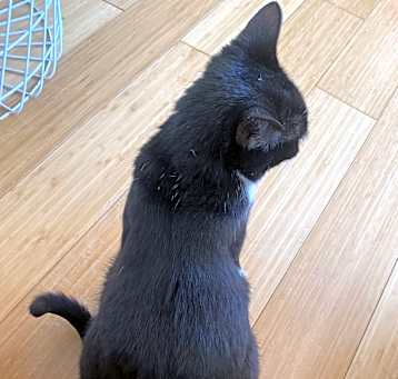 Photo of Pinta