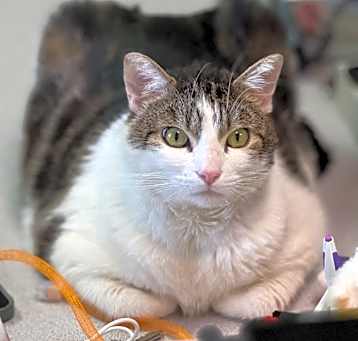 Photo of Chico